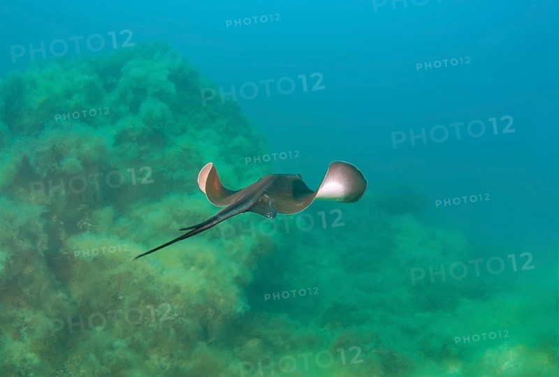 Common Stingray (Dasyatis pastinaca)