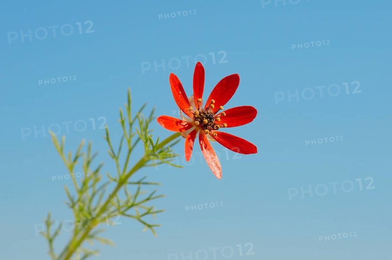 Summer Pheasant's-eye (Adonis aestivalis)