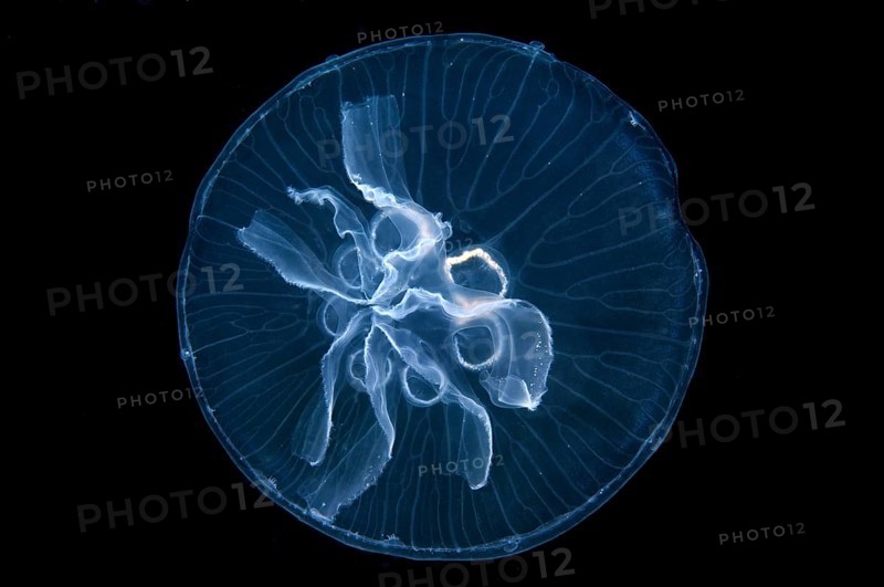 Moon Jelly (Aurelia aurita)