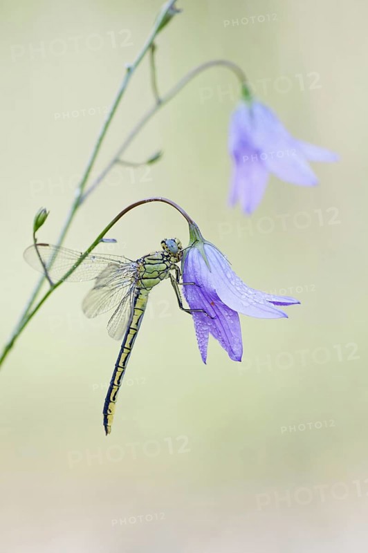 Western Clubtail (Gomphus pulchellus) on Spreading Bellflower (Campanula patula)