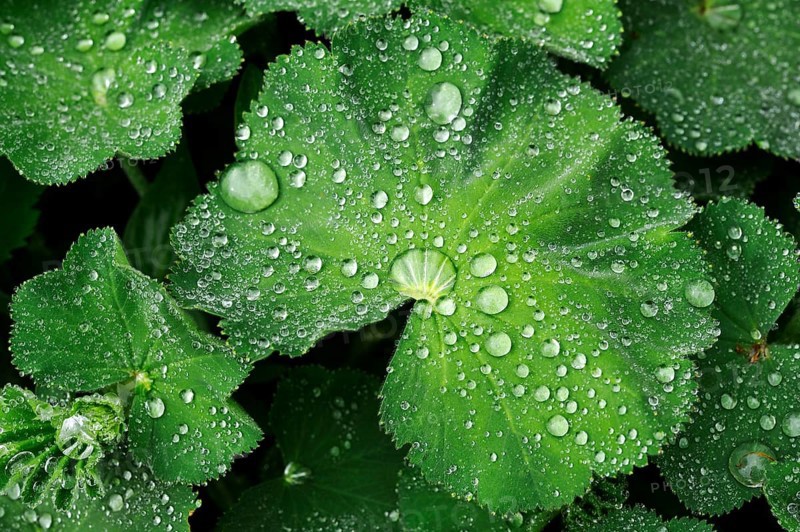 Leaves of a Lady's Mantle (Alchemilla) with water drops