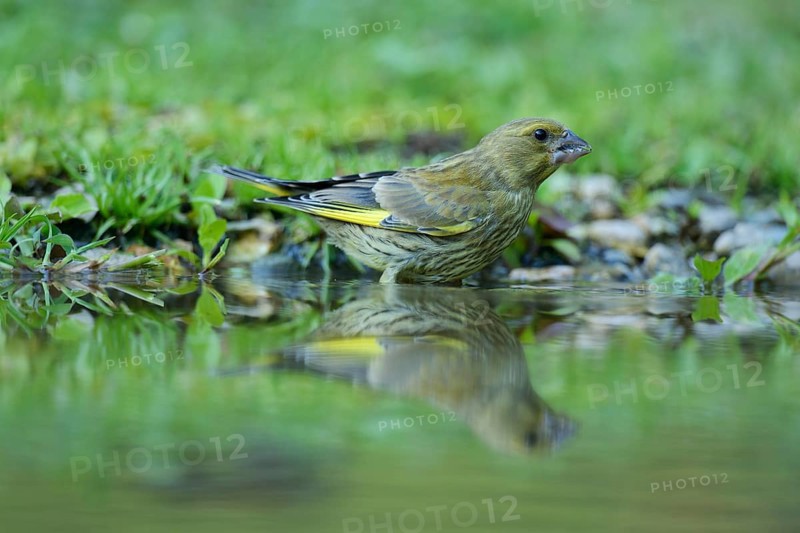 Greenfinch (Carduelis chloris) washing itself