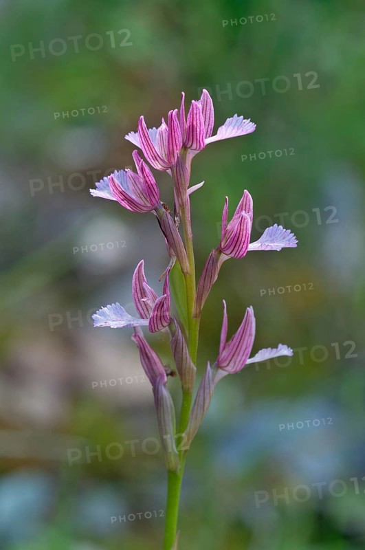 Butterfly Orchid (Orchis papilionacea)