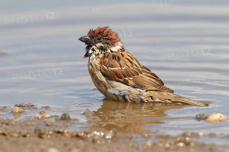 Tree Sparrow (Passer montanus) bathing in a puddle