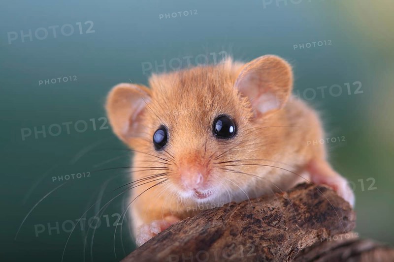 Hazel Dormouse