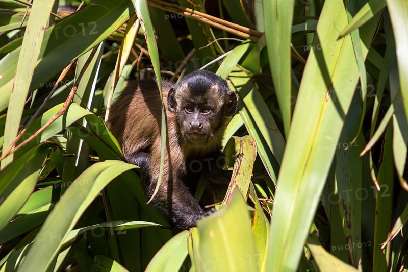 Tufted Capuchin