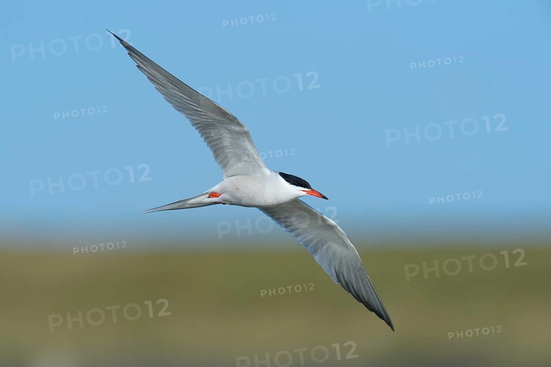 Common Tern (Sterna hirundo) in flight