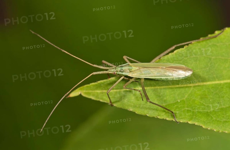 Long Thin Plant Bug (Megaloceroea recticornis) sitting on a leaf