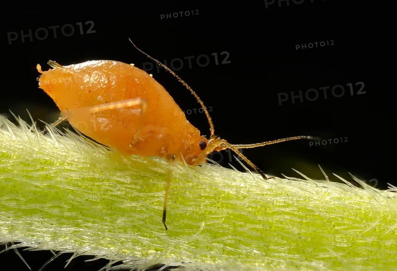 Young Aphid (Aphidoidea) on the flower stem of a Daisy (Bellis perennis)