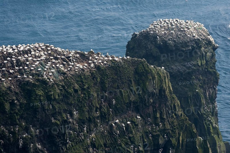 Gannet colony