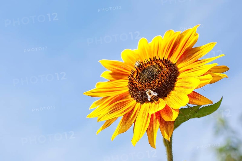 Inflorescence of a Sunflower (Helianthus annuus)