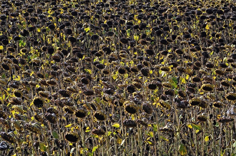 Withered field of Sunflowers (Helianthus annuus)