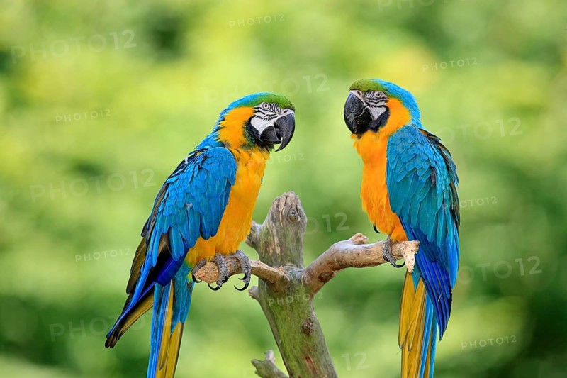 Blue and Yellow Macaws (Ara ararauna)