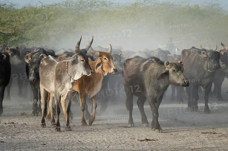 Herd of cows and Asian water buffalos in dusty area