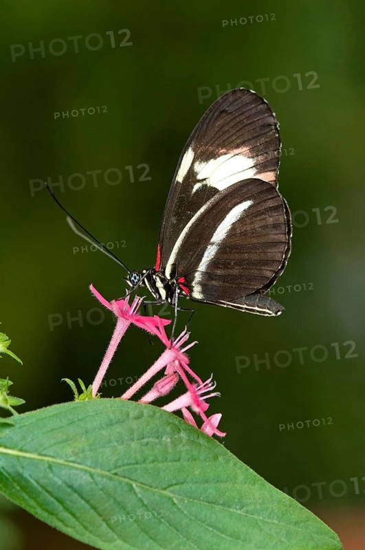 Postman Butterfly (Heliconius melpomene)