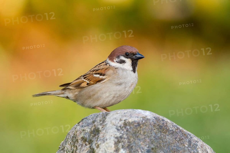 Tree Sparrow (Passer montanus)