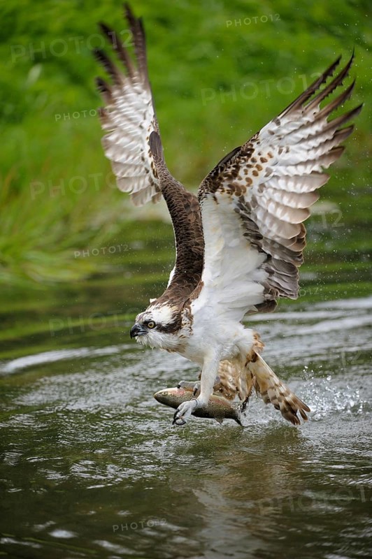 Osprey (Pandion haliaetus) taking flight after an unsuccessful hunt