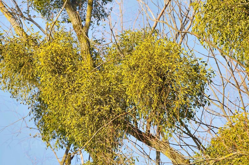 Parasitic plant