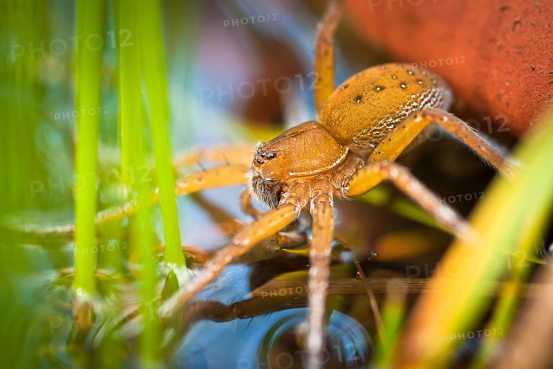 Great Raft Spider (Dolomedes plantarius)