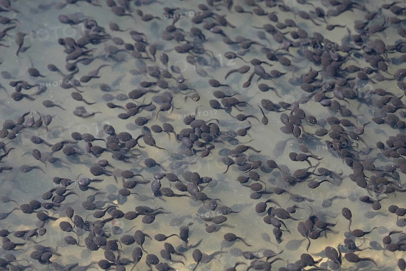 Tadpoles of the Common Toad (Bufo bufo)