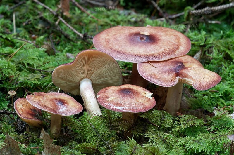 Birch Knight (Tricholoma fulvum)