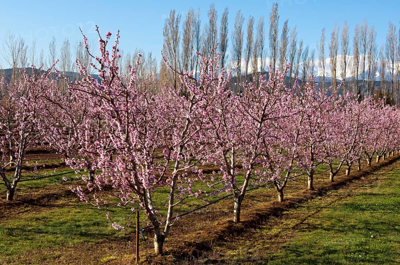 Blossoming Peach (Prunus persica) trees on a plantation