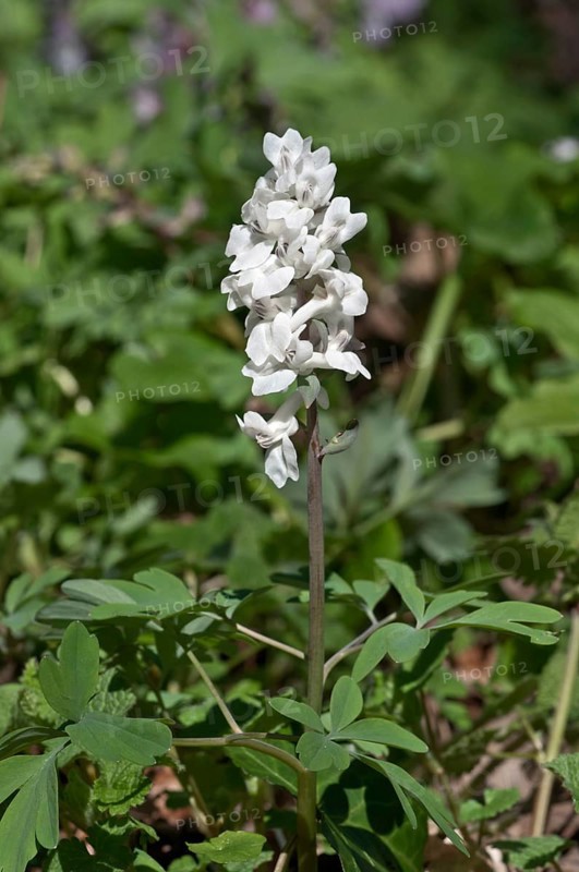 Flowering Corydalis (Corydalis cava)