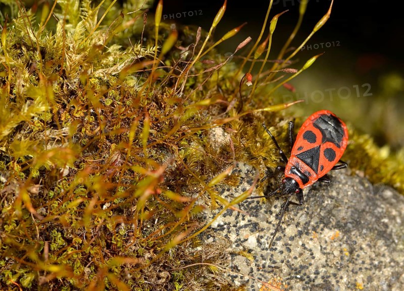 Common Fire Bug (Pyrrhocoris apterus)