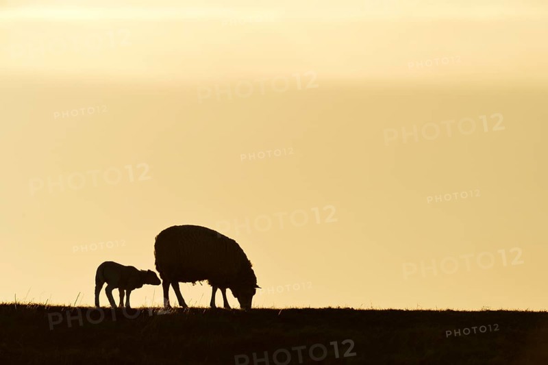 Texel sheep