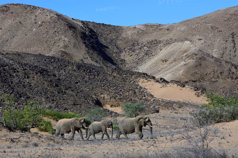 African elephants (Loxodonta africana)