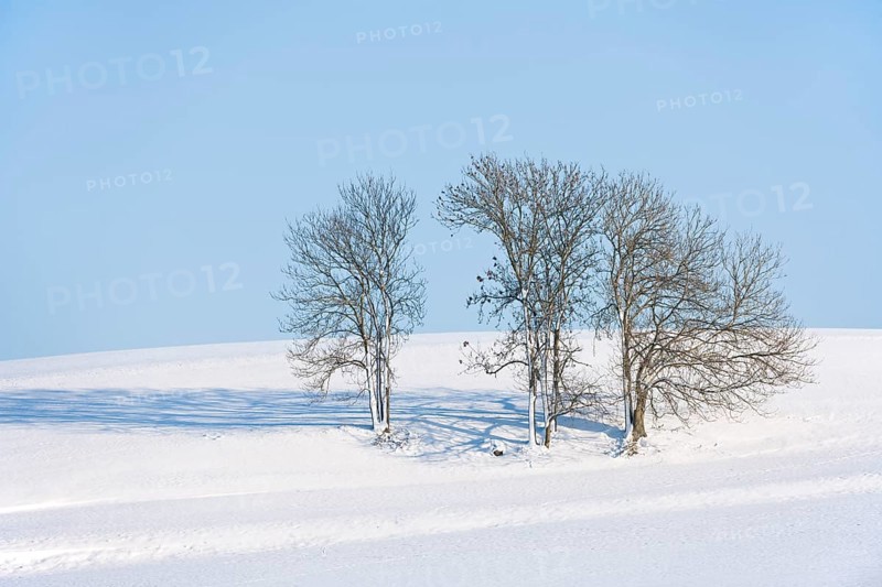 European Ash or Common Ash (Fraxinus excelsior) trees in the snow
