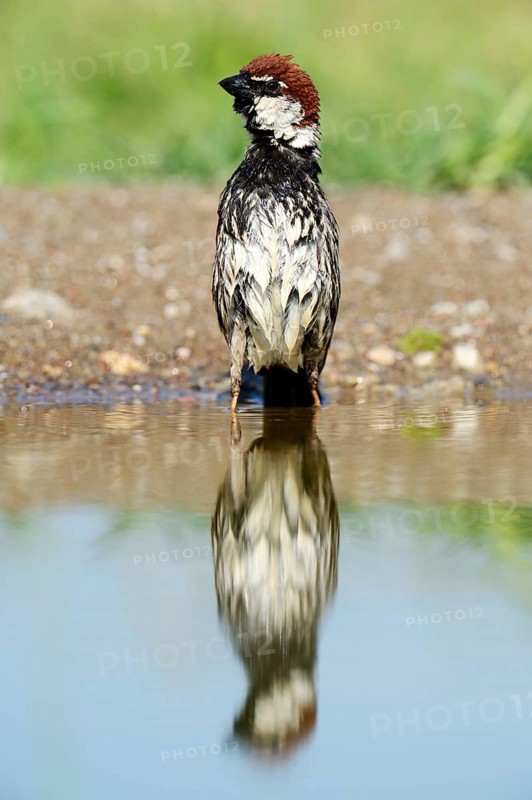 Spanish Sparrow or Willow Sparrow (Passer hispaniolensis) with its reflection in the water