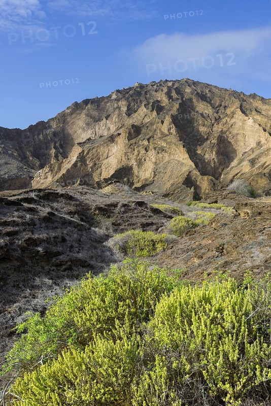Vegetation at Punta Pitt