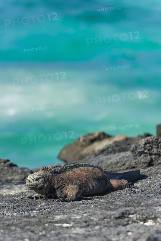 Marine Iguana (Amblyrhynchus cristatus)