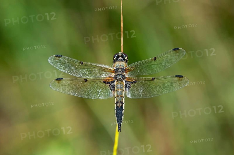 Four-spotted Chaser (Libellula quadrimaculata)
