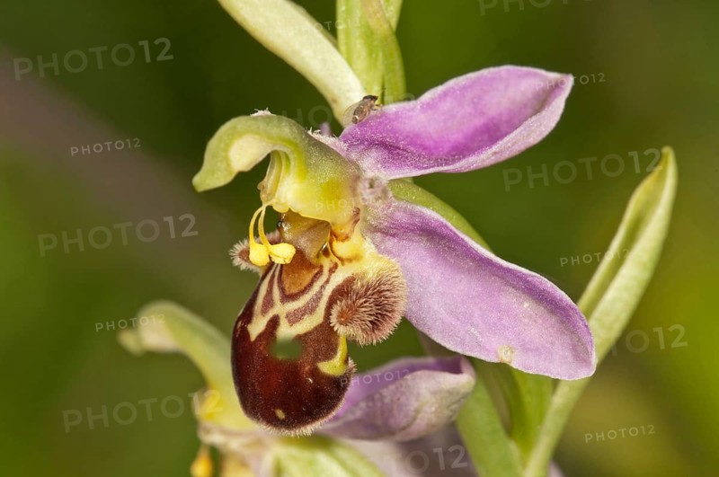 Bee Orchid (Ophrys apivera)
