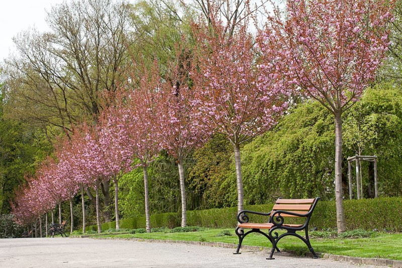 Avenue with flowering Japanese cherry trees