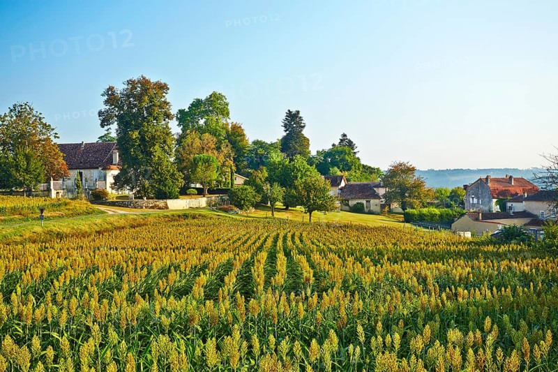 Corn field in front of a village