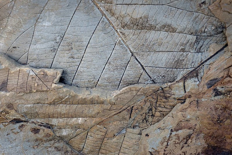 Fossils of deciduous leaves