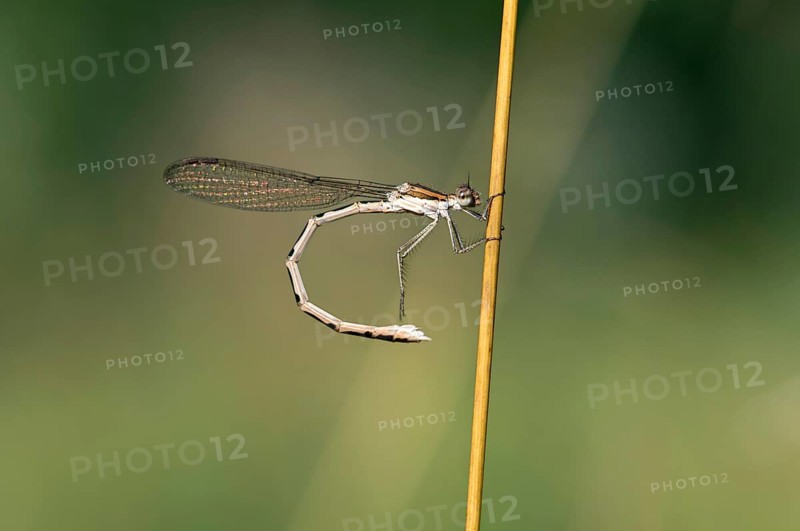 Common Winter Damselfly (Sympecma fusca)