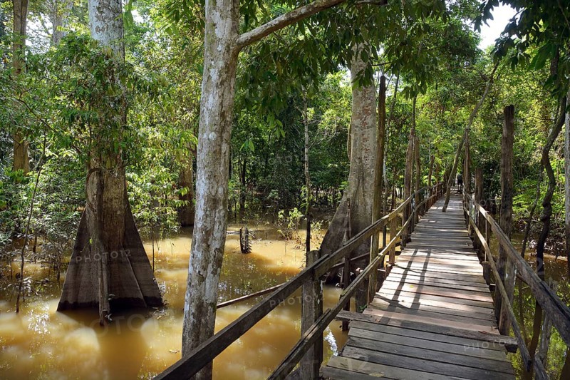 Boardwalk in the flooded forests of Varzea