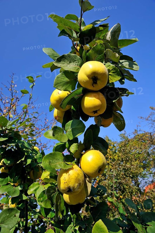 Pear Quince (Cydonia oblonga var.) on the tree