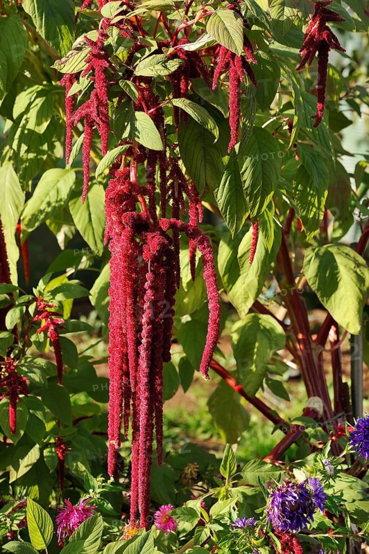 Foxtail Amaranth (Amaranthus caudatus)