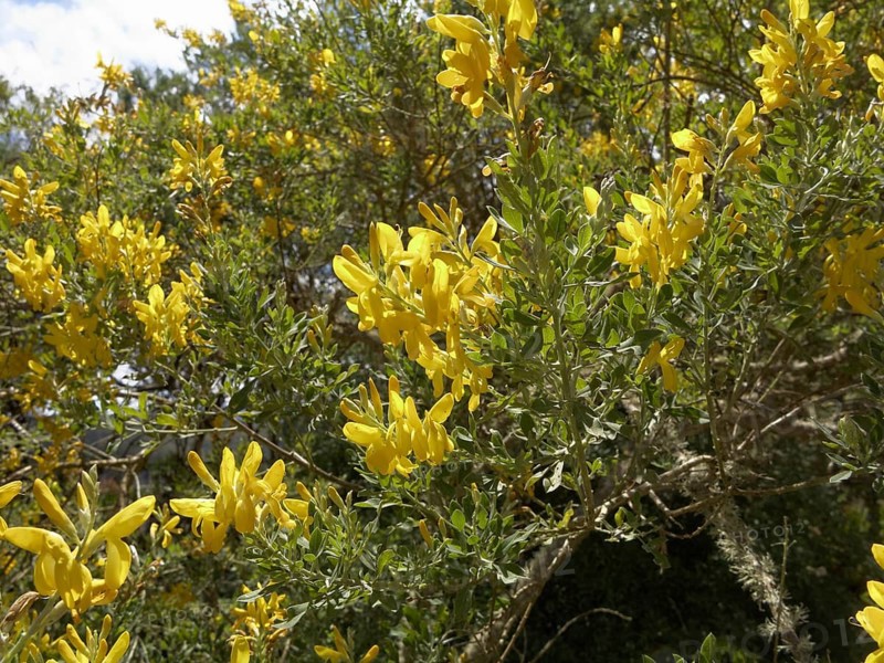 Teline or Canary Islands' Broom (Teline stenopetala ssp. pauciovulata)