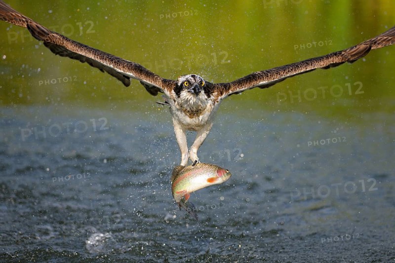 Osprey (Pandion haliaetus) in flight with a Rainbow Trout (Oncorhynchus mykiss) as prey