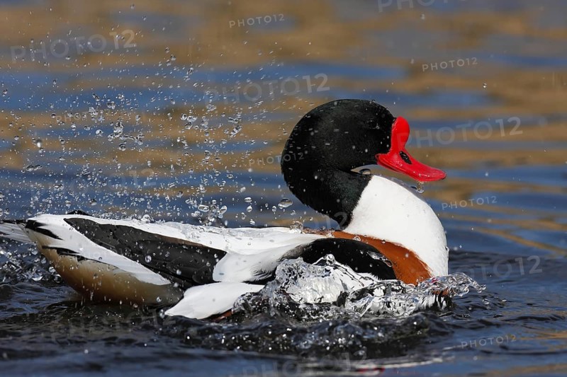 Common Shelduck (Tadorna tadorna)