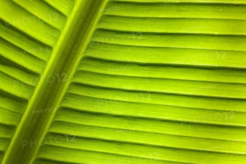 Banana (Musa sp.)