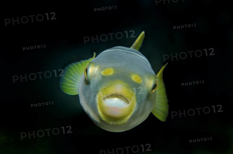Striped puffer (Takifugu xanthopterus)