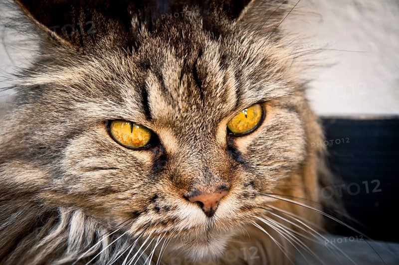 Norwegian Forest Cat