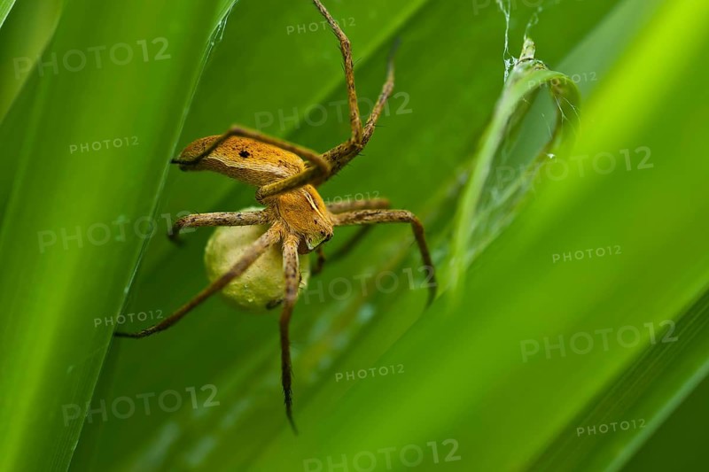 Nursery-web Spider (Pisaura mirabilis) with an egg sac